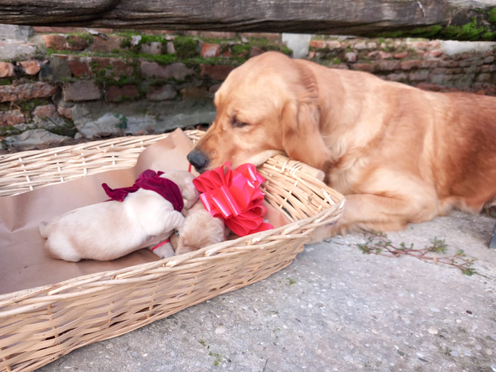 Vendita cuccioli Golden in Veneto