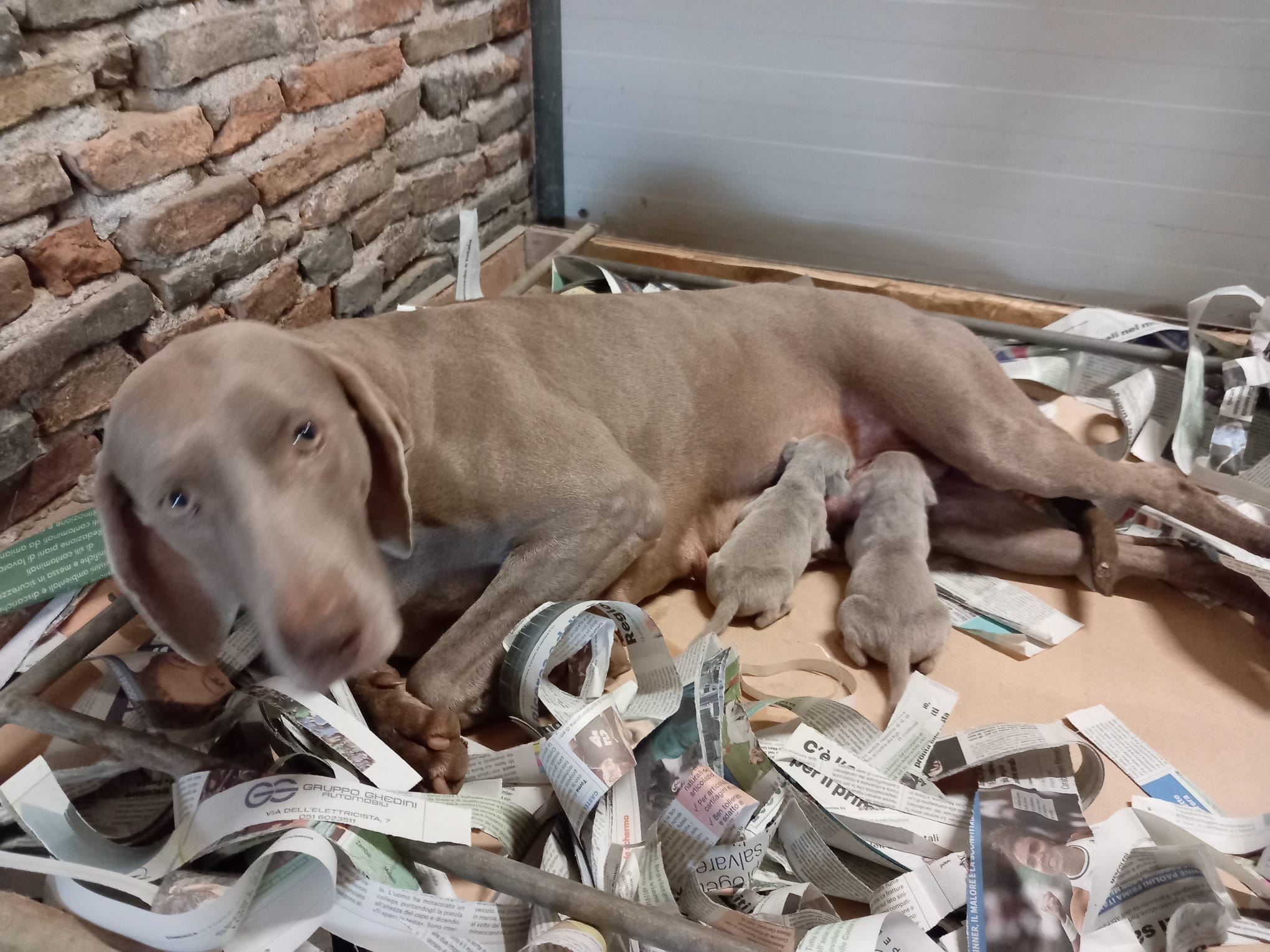 Vendita Weimaraner in Veneto